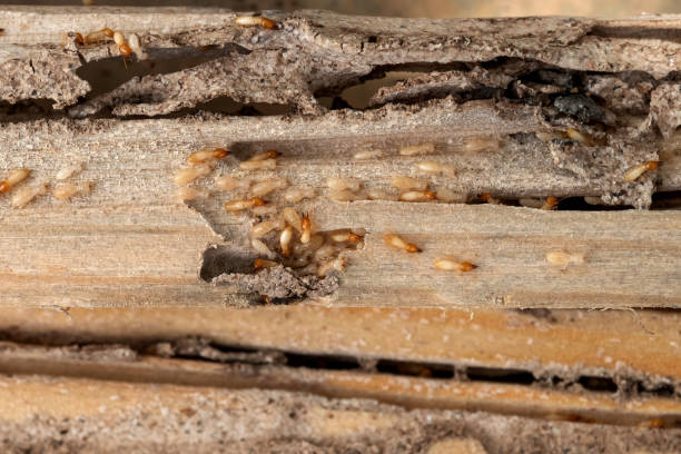 Best Emergency Pest Control  in Miramar, FL